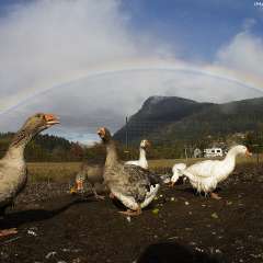 Geese and Rainbow - Salt Spring Island Photography