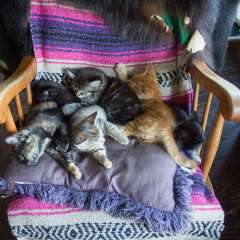 Kittens on Salt Spring Island