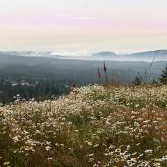 wild flower meadow on Salt Spring Island