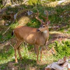 Young Buck in the wood pile, saltspring Island, BC, Canada