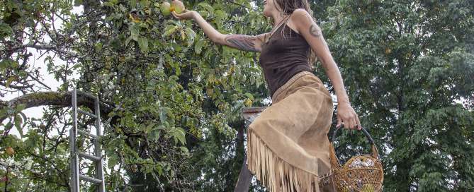 picking apples on Salt Spring Island