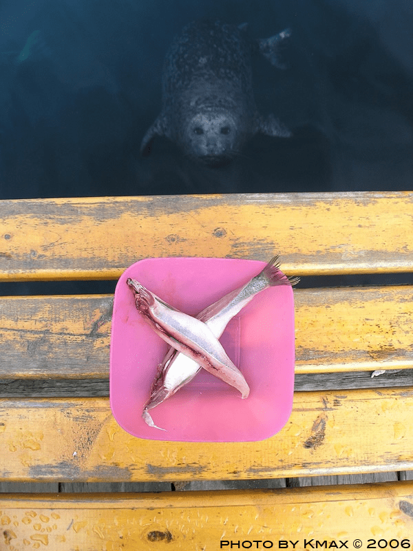 So Long and Thanks for all the Fish